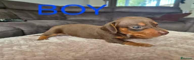Miniature Dachshund 3