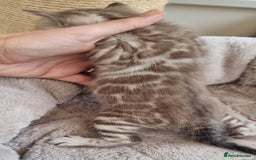 Bengal cats for sale: TICA Registered Bengal Kittens–Ready End Nov 25 - Image 4