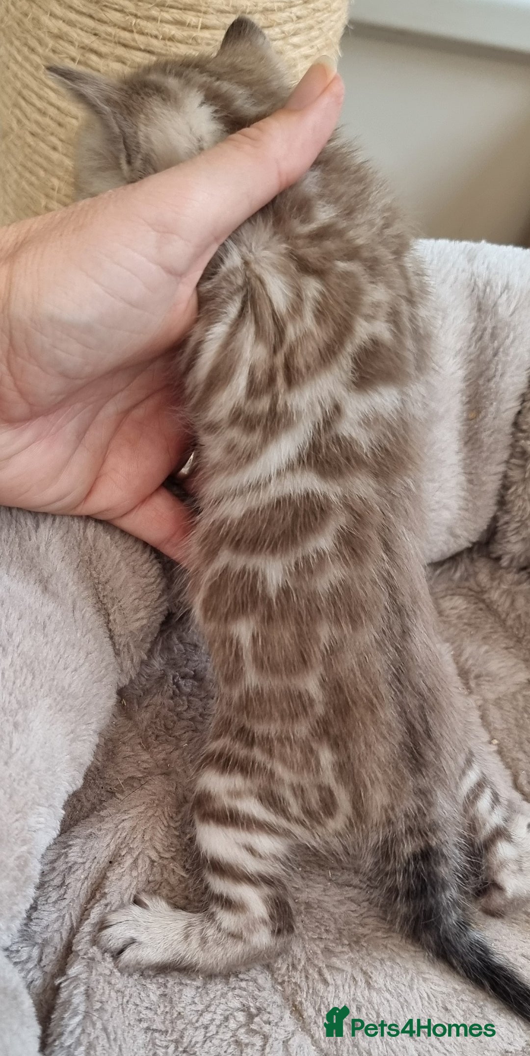 Bengal cats for sale: TICA Registered Bengal Kittens–Ready End Nov 25 - Image 4