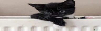 Mixed Breed Kitten 4
