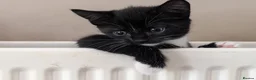Mixed Breed cats for sale: Black and white kittens for sale - Advert 2