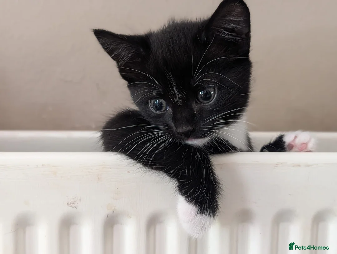 Mixed Breed cats for sale: Black and white kittens for sale - Advert 2