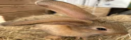 Flemish rabbits for sale: WE HAVE THE WORLDS BIGGEST BUNNIES  - Advert 10