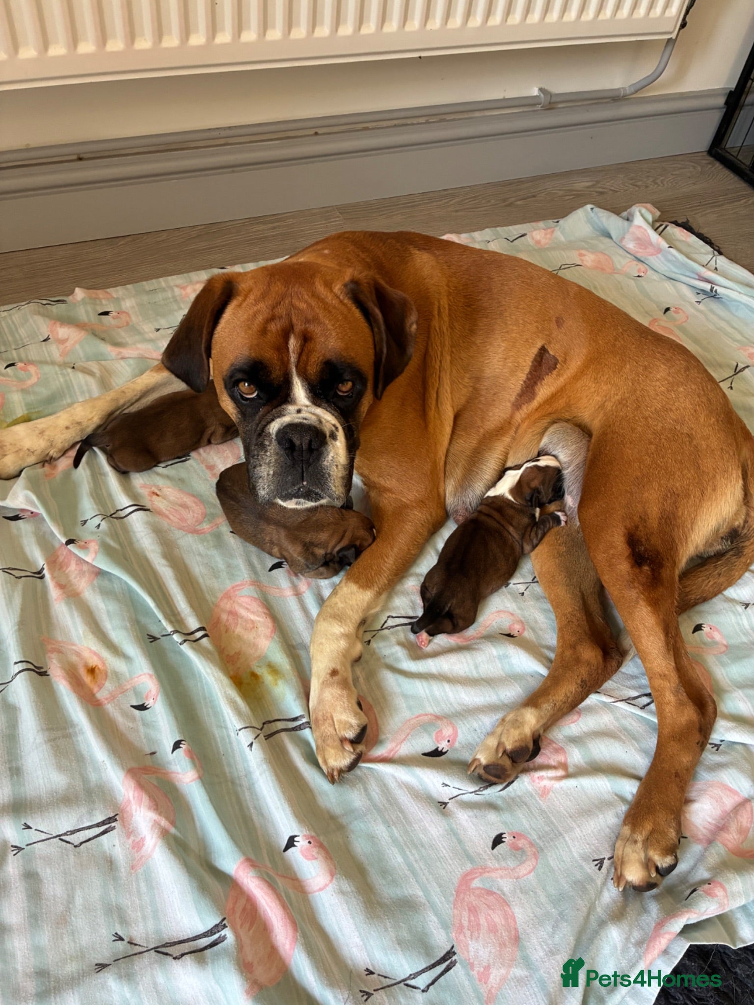 Boxer dogs Boxer puppies KC registered - family home!  - Advert 1