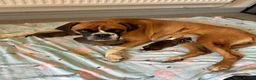Boxer dogs for sale: Boxer puppies KC registered - family home!  - Advert 1