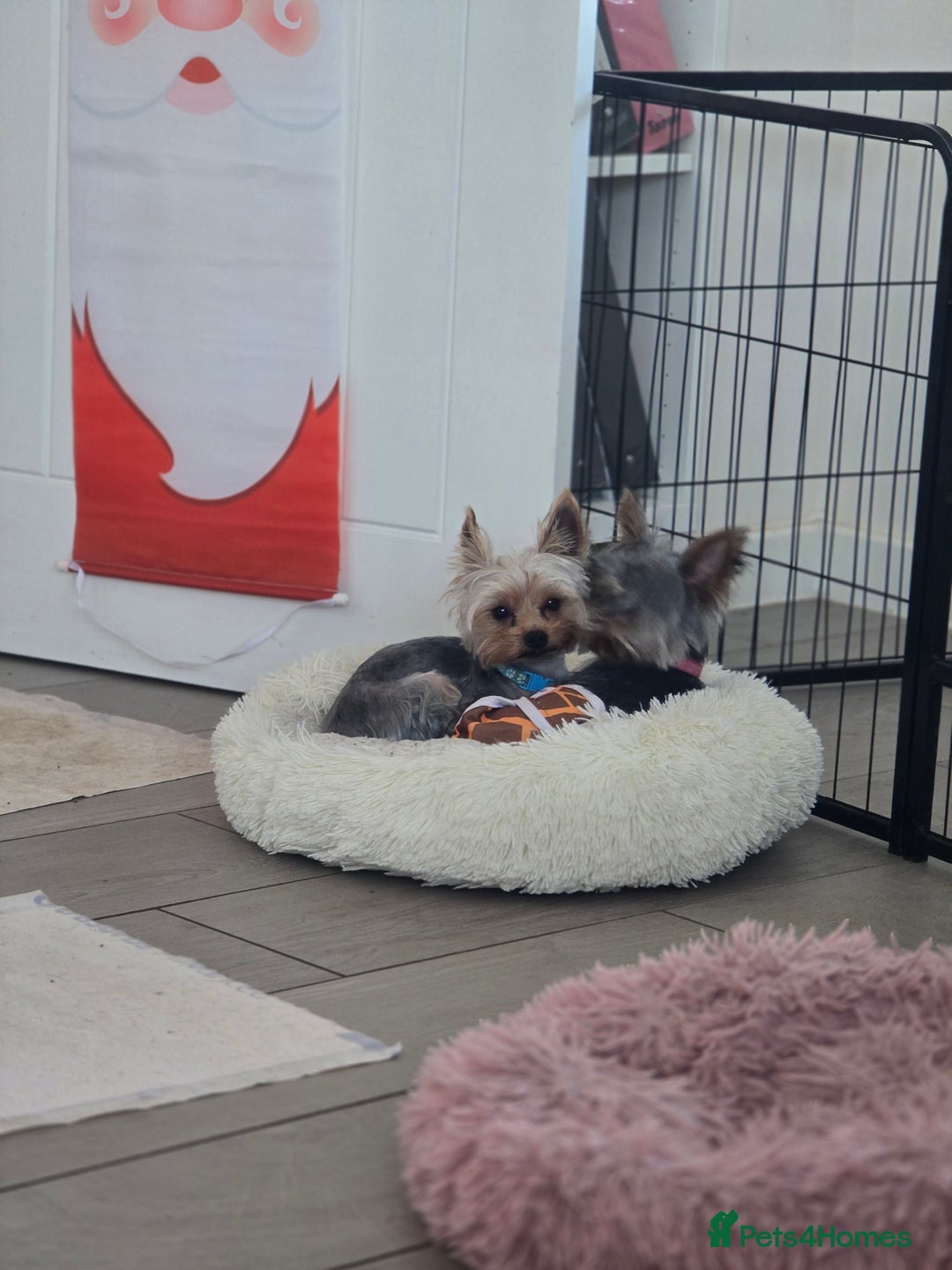 Yorkshire Terrier dogs for stud: Little yorkie boy for stud only  - Advert 6