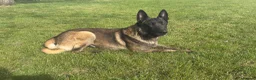 Belgian Shepherd Dog dogs for sale: SIMBA  in Romford - Advert 4