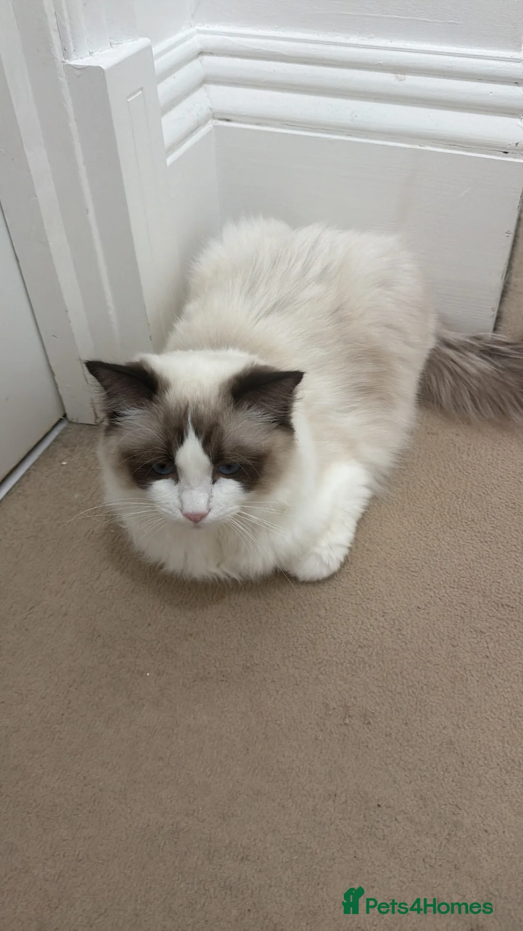 Ragdoll cats for sale: Gorgeous Male Ragdoll - TICA REGISTERED in London - Advert 4