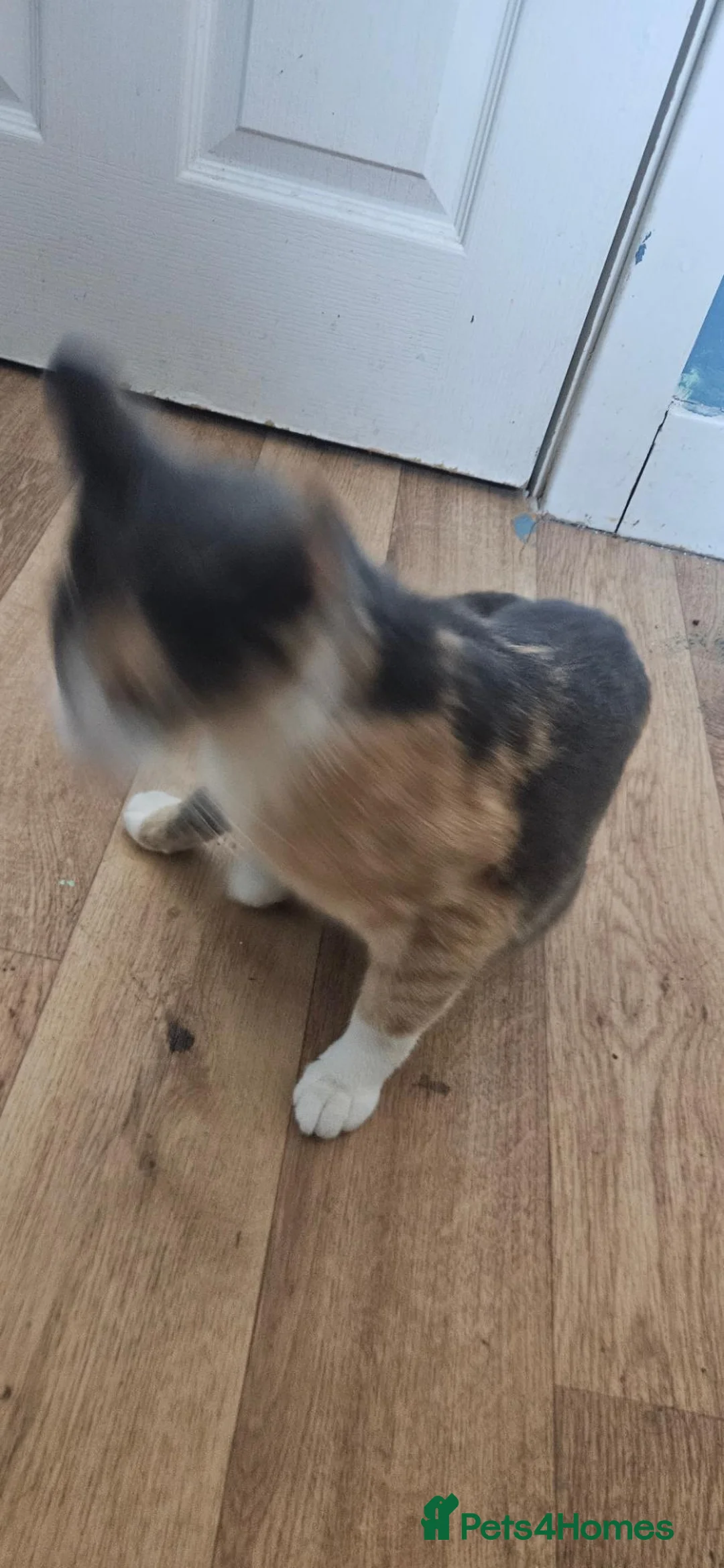 Domestic Shorthair cats for sale: 15 month old Dilute Calico in Aylesbury - Advert 8