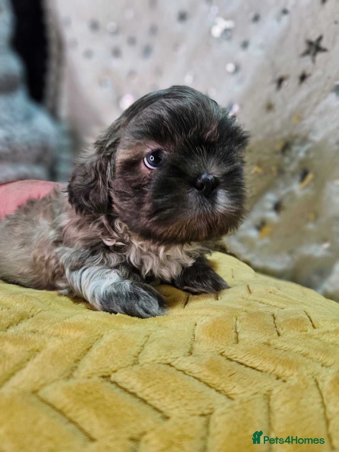Shih Tzu dogs for sale: Adorable Shih I Puppies For Sale - 3 Boys & 1 Girl - Advert 13