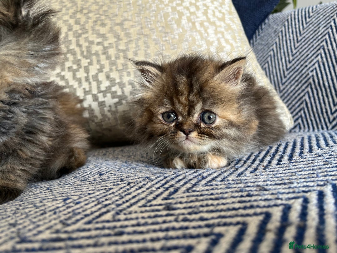 Persian cats for sale: Pure Persian kittens - Image 11