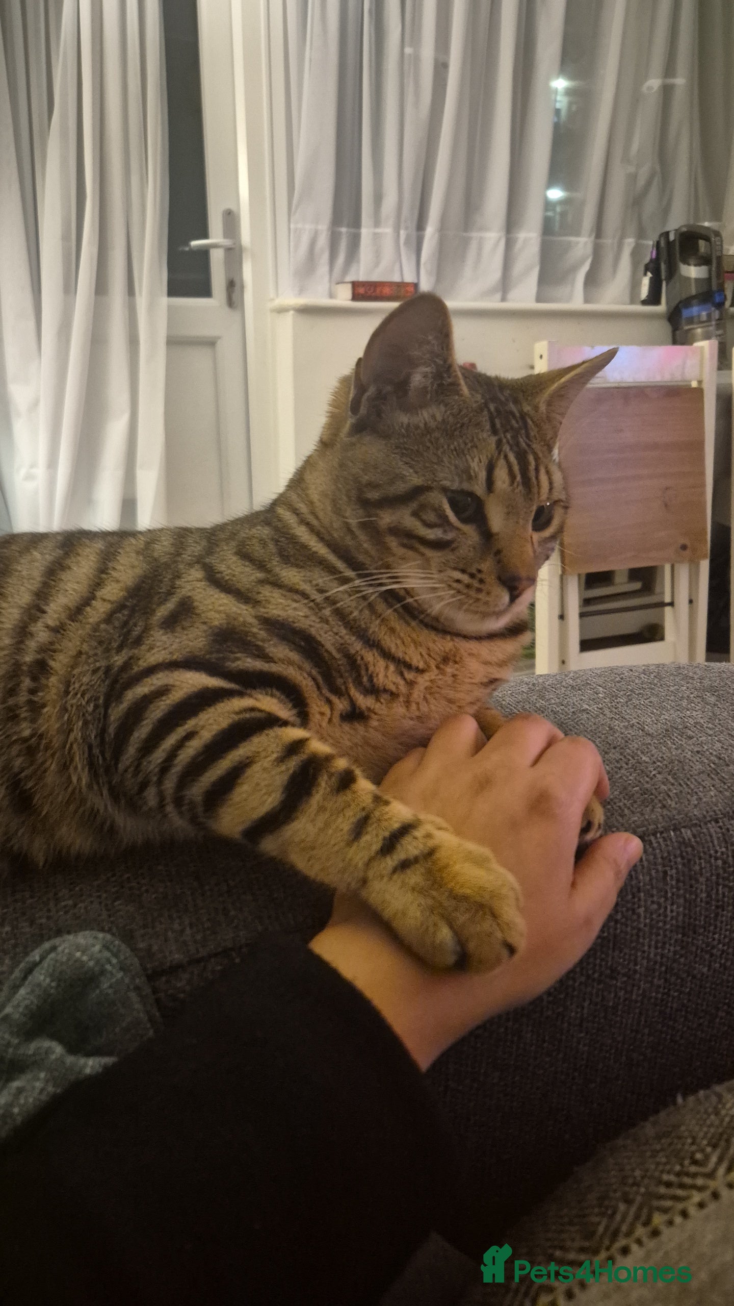 Bengal cats Friendly bengal - Advert 3