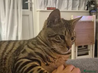 Bengal cats Friendly bengal - Advert 3