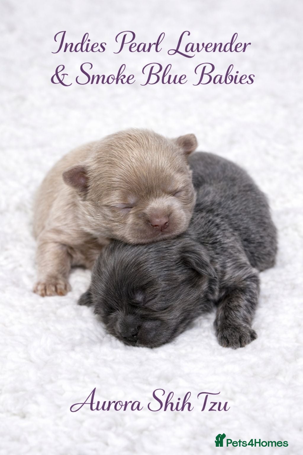 Shih Tzu dogs  Beautiful KC Smoke Blue & Pearl Lavender Puppies - Advert 1