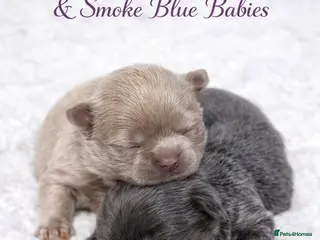 Shih Tzu dogs Beautiful KC Smoke Blue & Pearl Lavender Puppies - Advert 14