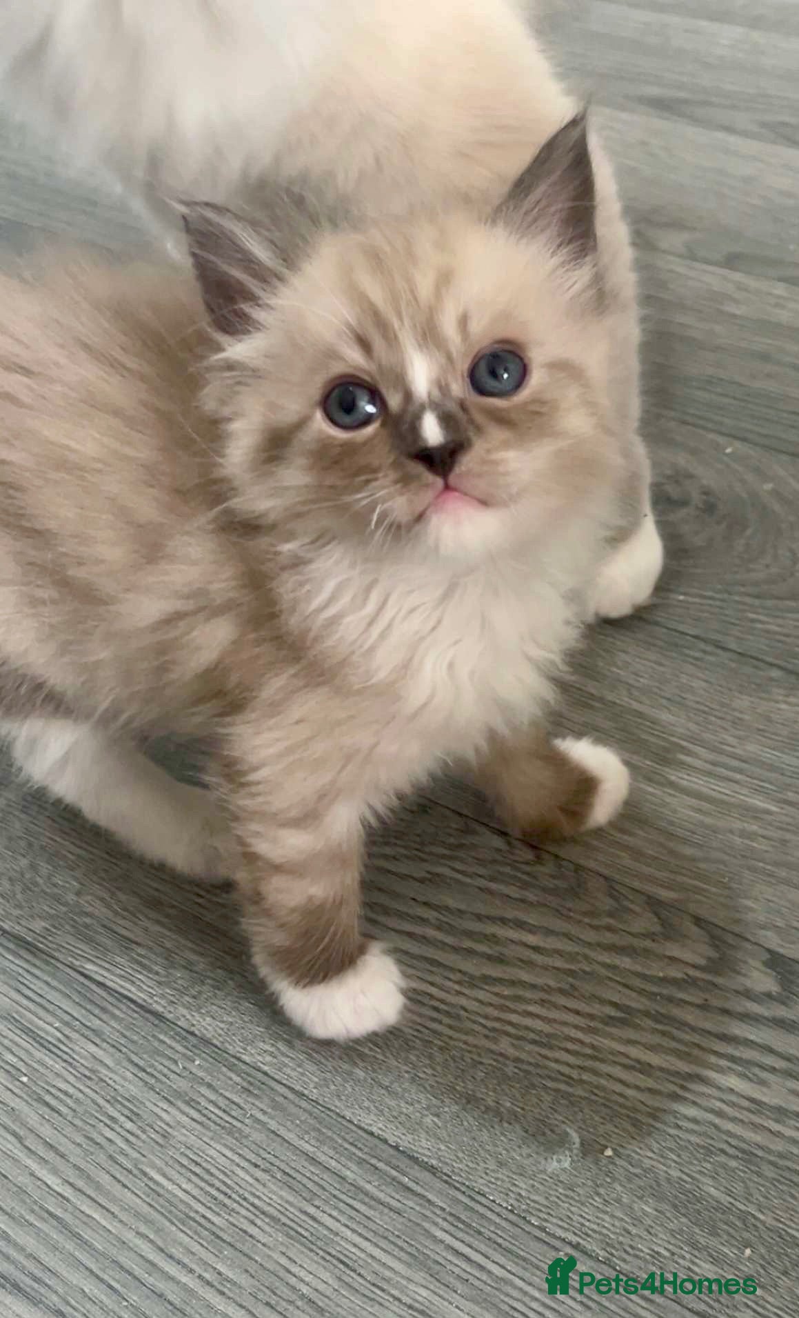 Ragdoll cats Tica Reg Mink kittens  - Advert 1