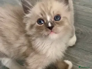 Ragdoll cats Tica Reg Mink kittens - Advert 5