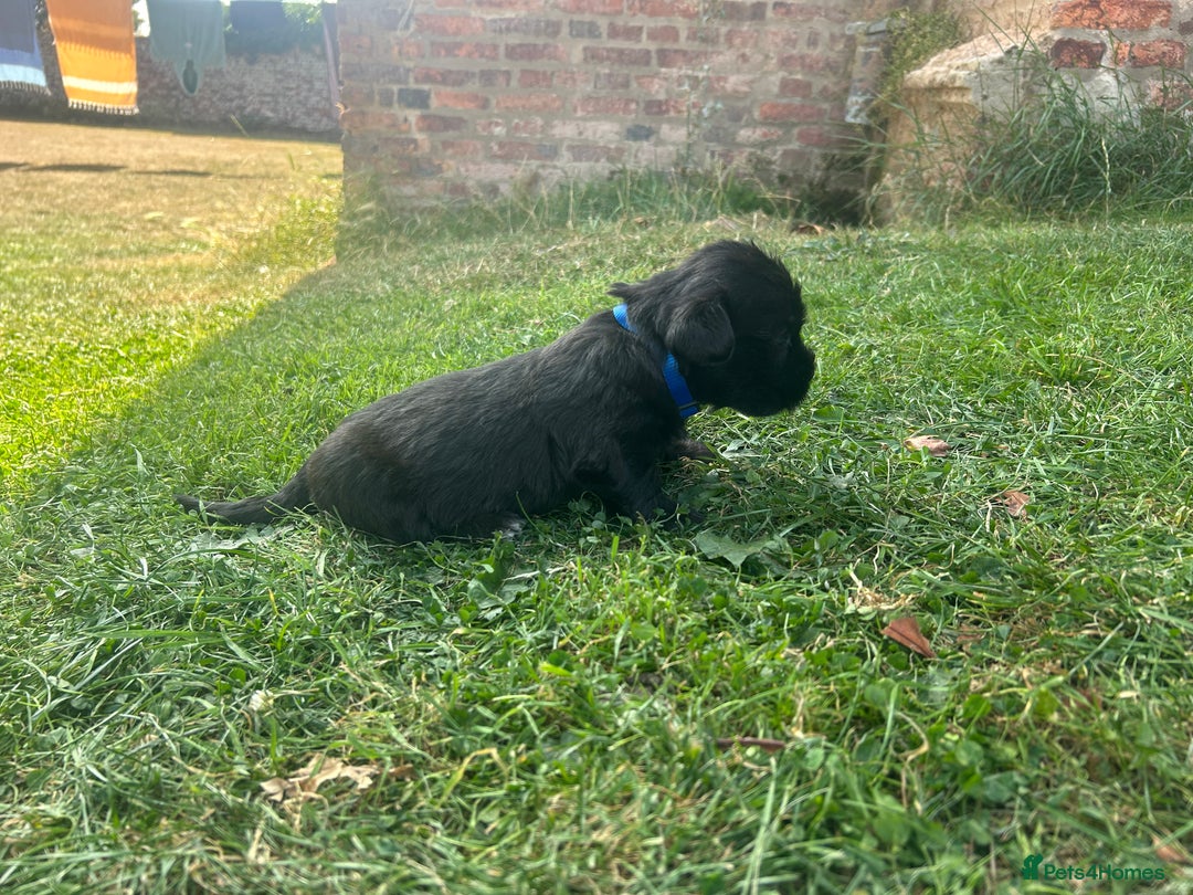 Glen of Imaal Terrier dogs for sale: Beautiful Glen of Imaal Terrier Puppies - Image 10