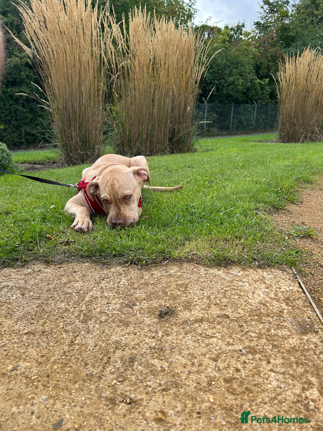 Mixed Breed dogs for sale: Lovely puppy  - Advert 7