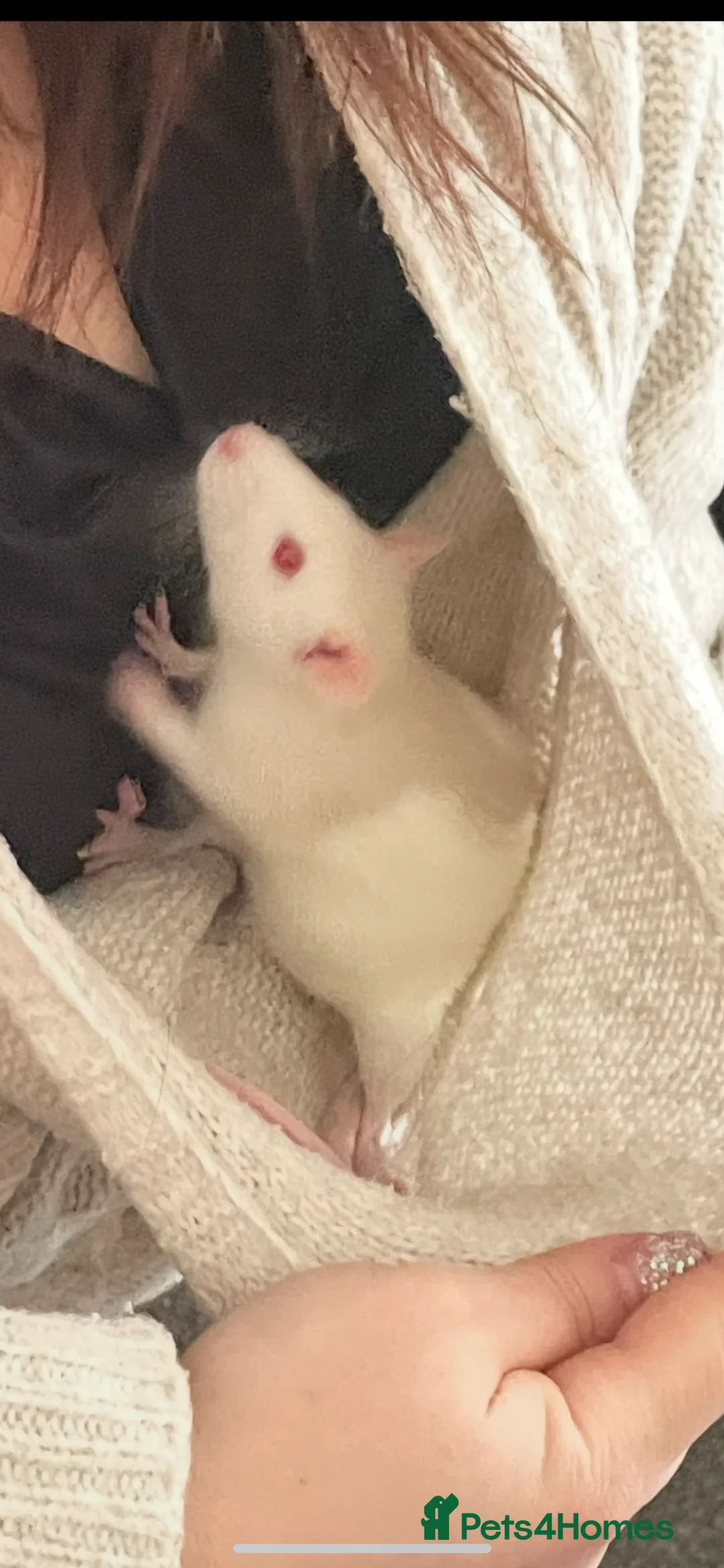 Rat rodents for sale: 2 White rats  in Broxburn - Advert 4