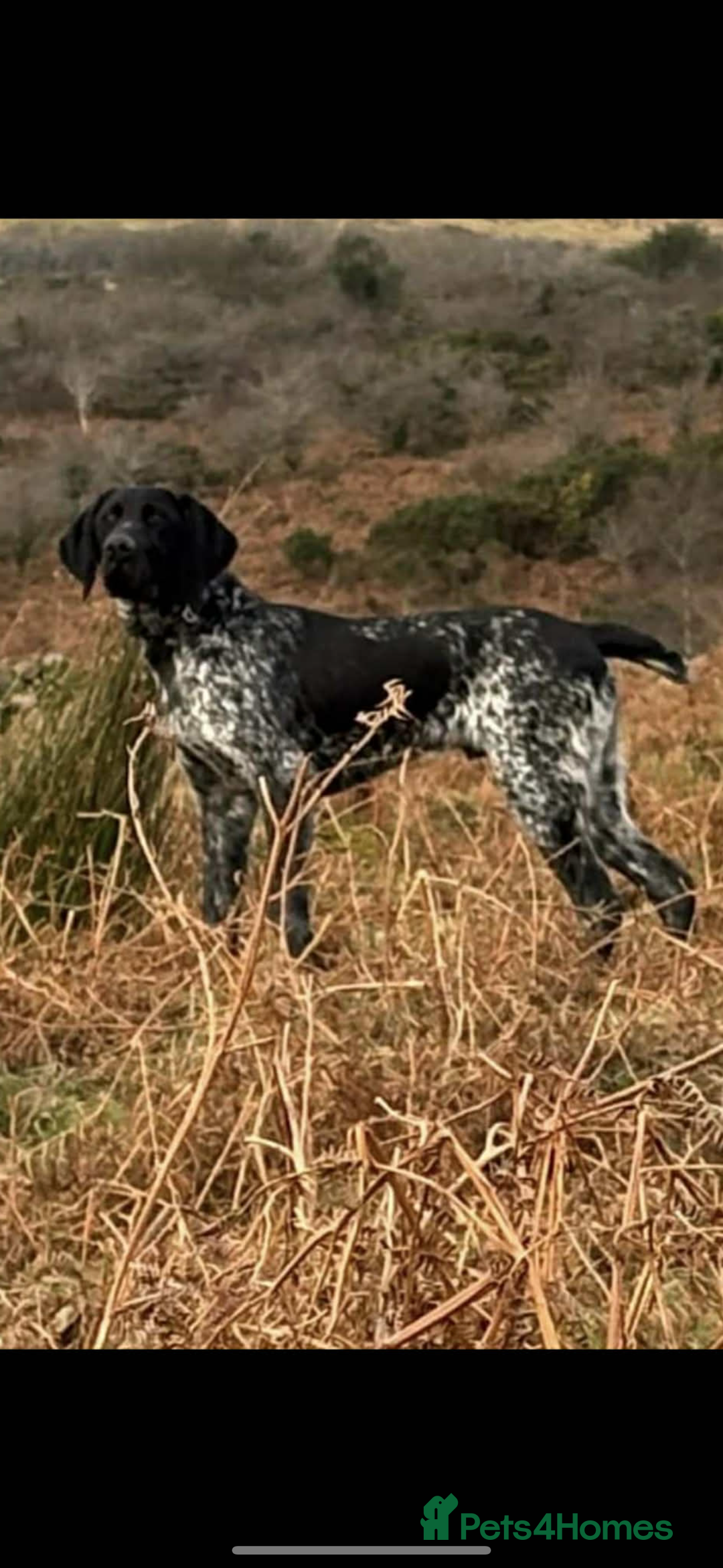 German Shorthaired Pointer dogs for sale: German shorthaired pointer - Advert 6