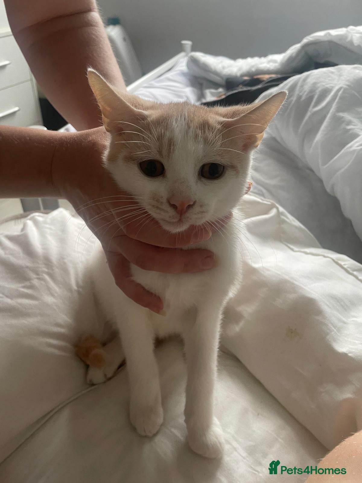 Mixed Breed cats 2 different litters - Advert 17