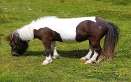 Shetland pony horses for sale: Gorgeous Colt  - Image 2