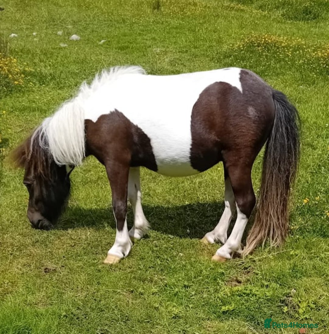 Shetland pony horses for sale: Gorgeous Colt  - Image 2