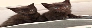 Ragdoll/Siamese -Bombay mixed kittens 