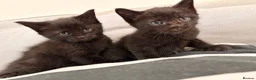 Mixed Breed cats for sale: Mixed-Breed Kittens Looking for Loving Homes in High Wycombe - Advert 7