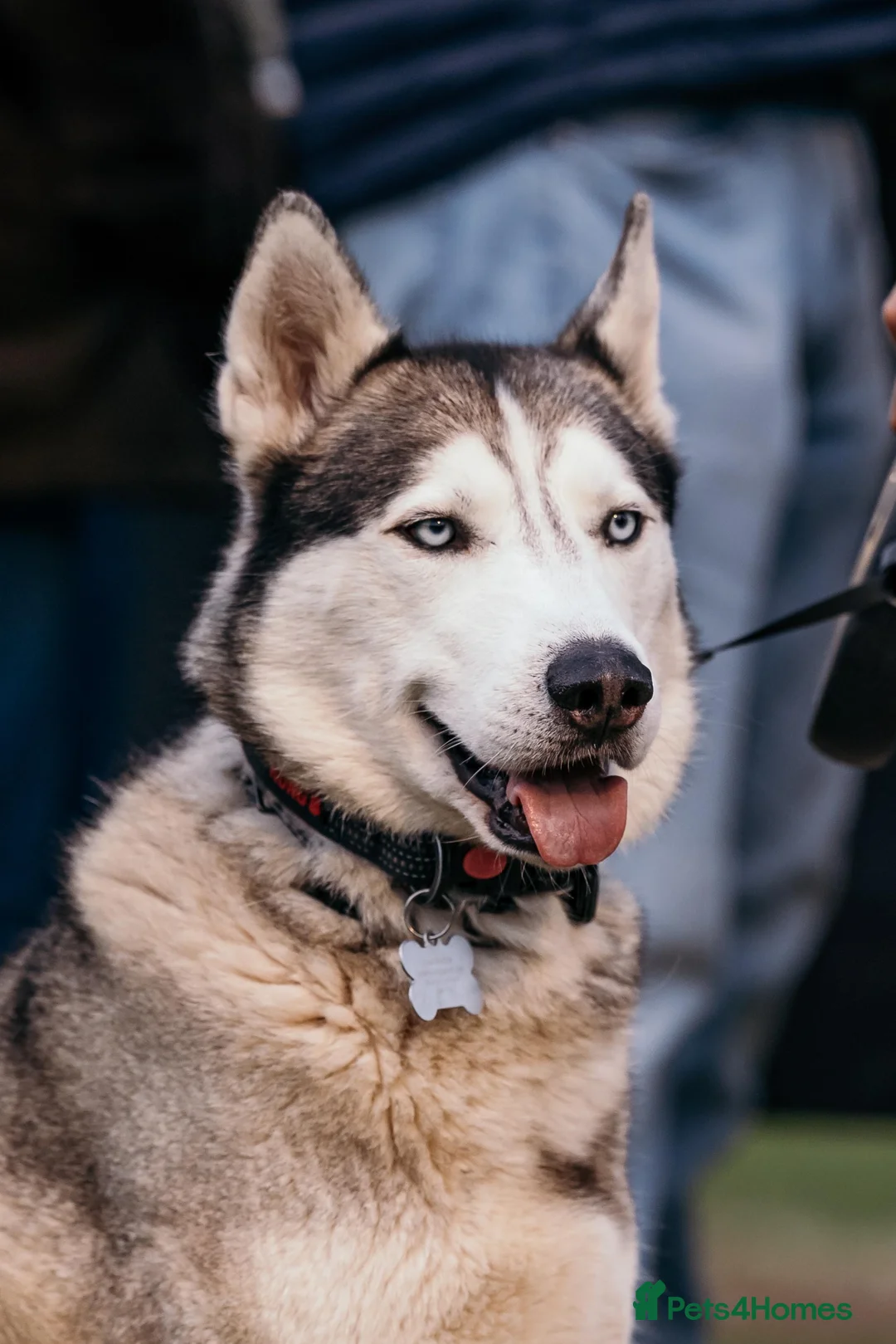 Siberian Husky dogs for stud: Siberian Husky For Stud in London - Advert 1