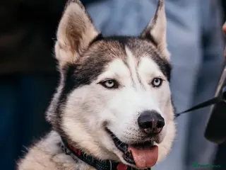 Siberian Husky dogs Siberian Husky For Stud in London - Advert 2