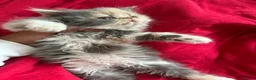 Persian cats for sale: 6th Generation pedigree Persian Kittens  - Advert 2