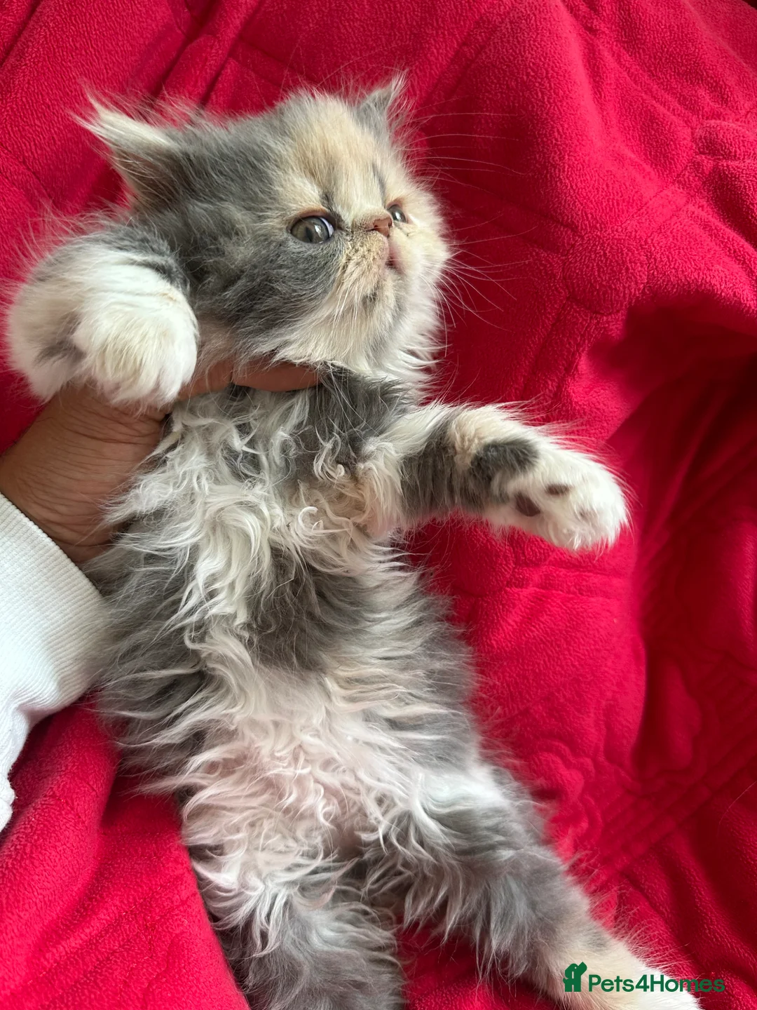 Persian cats for sale: 6th Generation pedigree Persian Kittens  - Advert 2