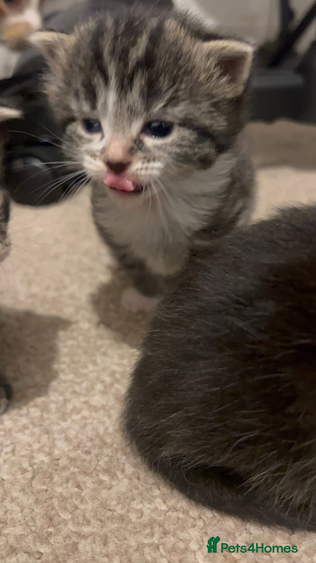 Mixed Breed cats for sale: 4 beautiful kittens 2 female 2 male - Advert 10