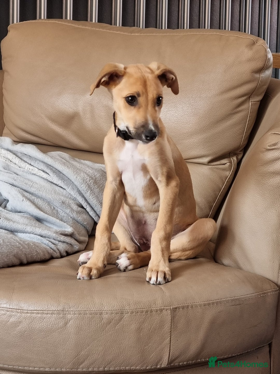 Mixed Breed dogs for sale: Woody  - Image 3
