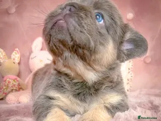 French Bulldog dogs 💞LILAC&NEW SHADE FLUFFY💞 - Advert 9