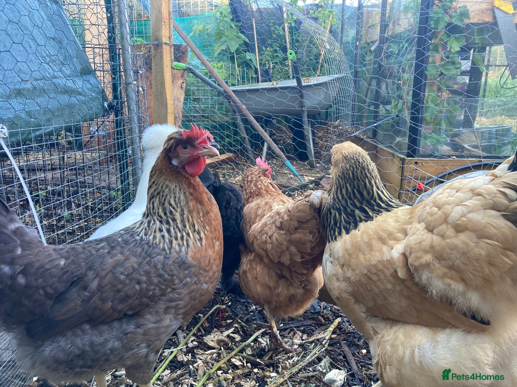 Chickens poultry 5x chickens (all hens at point of lay) - Advert 2