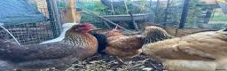 Chickens poultry for sale: 5x chickens (all hens at point of lay) - Advert 2