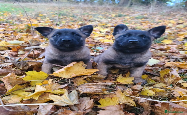 Mixed Breed dogs - Advert 3