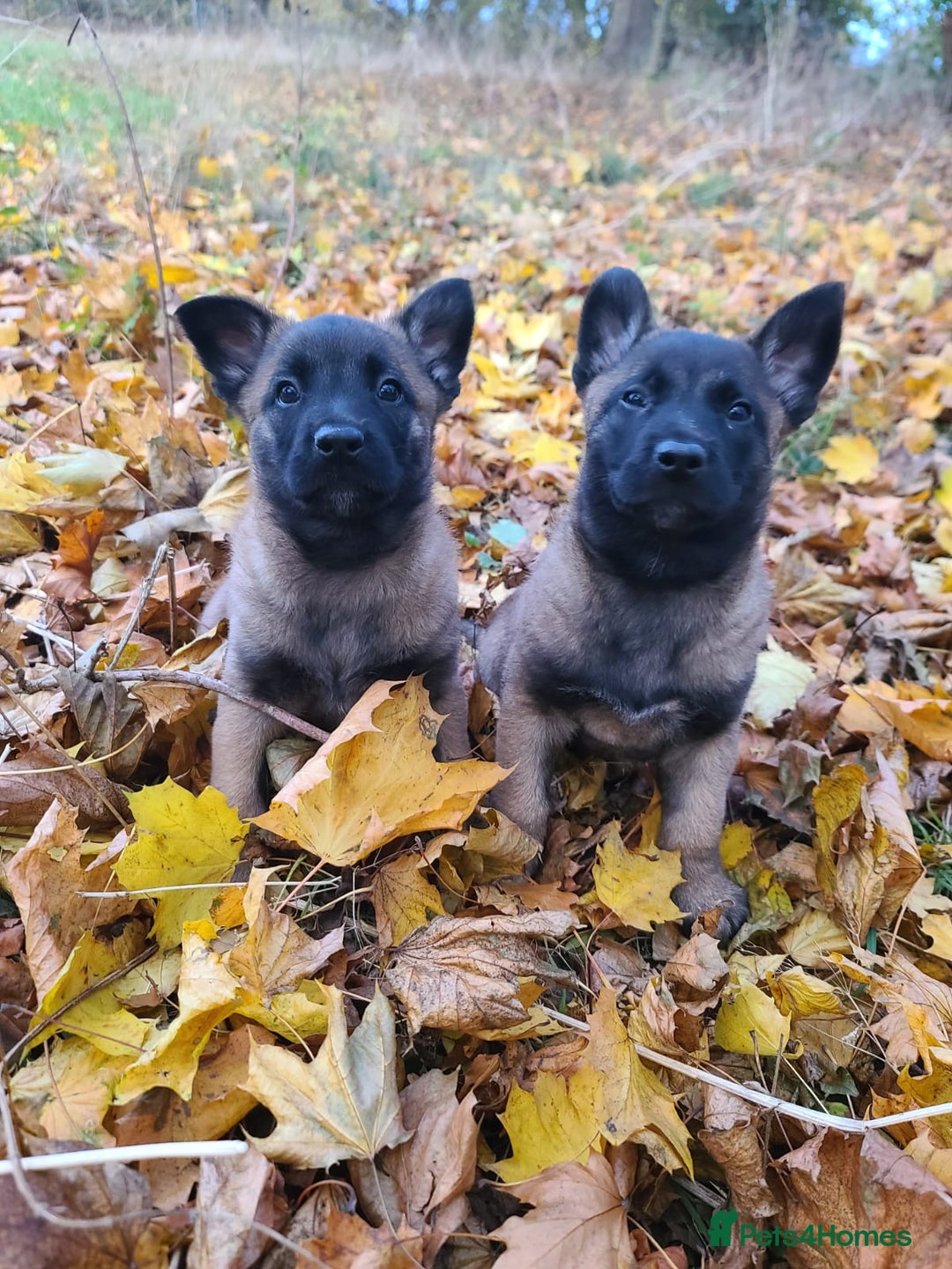 Mixed Breed dogs for sale: Belgium shepherd X German shepherd - Advert 1