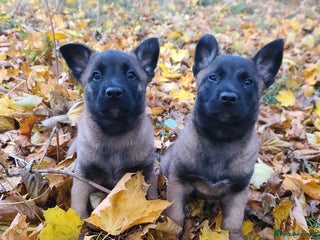 Mixed Breed dogs Belgium shepherd X German shepherd - Advert 5