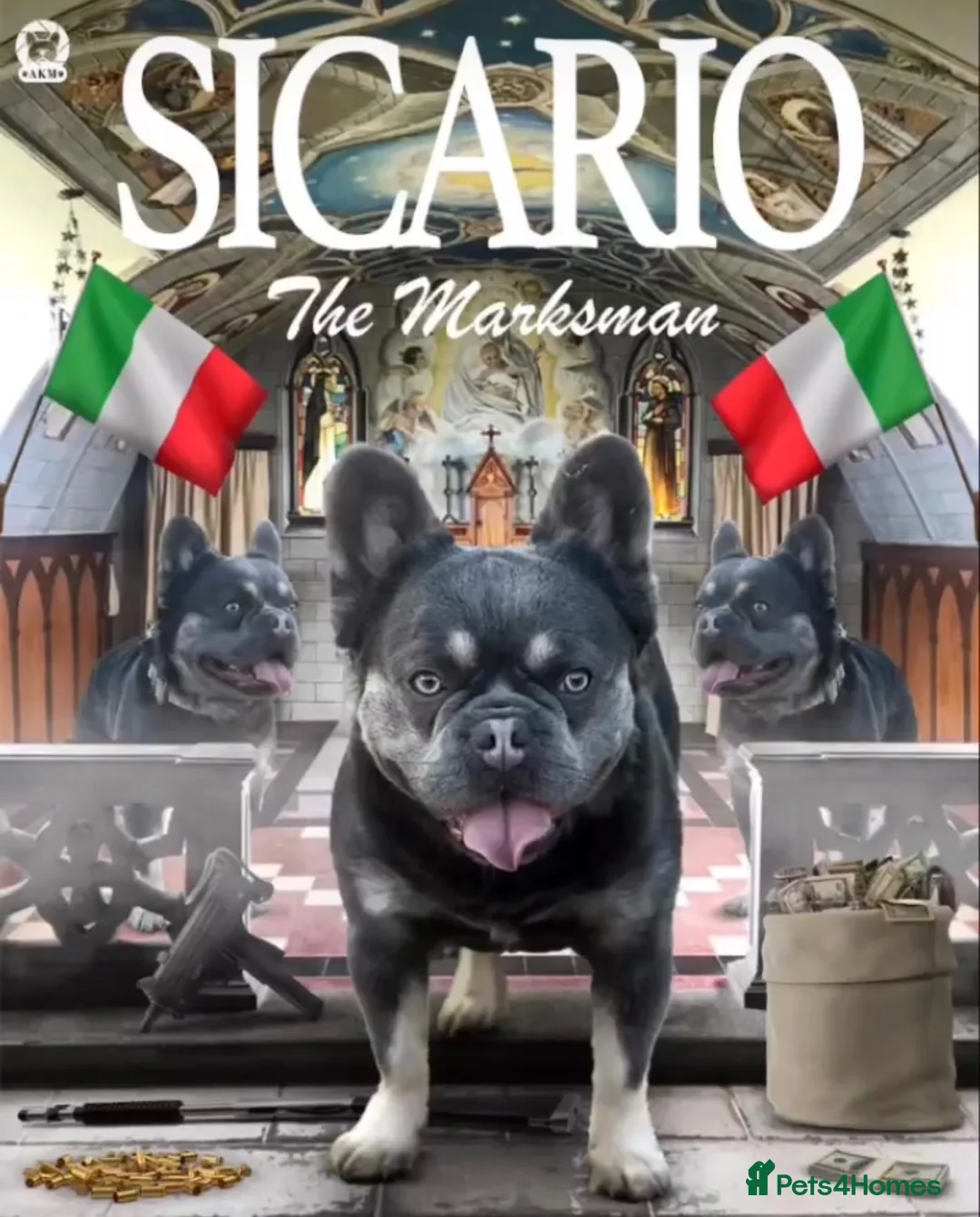 French Bulldog dogs for stud: 💜SICARIO|LILAC & TAN FLUFFY FRENCH BULLDOG STUD💜 - Advert 2
