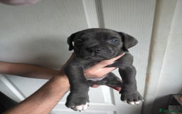 Cane Corso dogs for sale: Cane corso puppies ready to leave now - Image 32