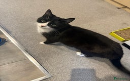 Domestic Shorthair cats for sale: 5 Playful Tuxedo & Black Kittens – Ready Now - Image 6