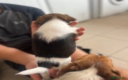 Jack Russell dogs for sale: 4 beautiful healthy jack Russel puppies  - Image 8