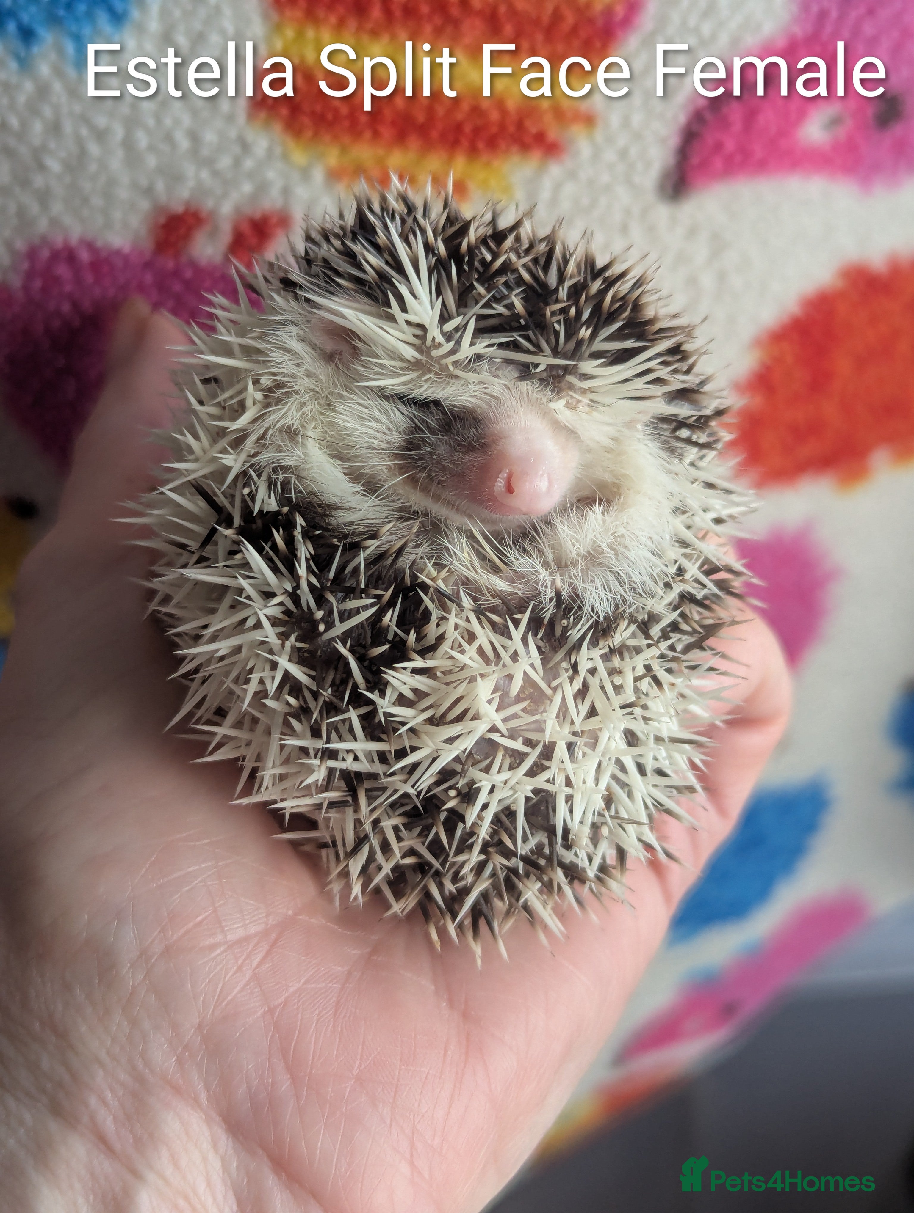 Pygmy Hedgehog rodents Gorgeous Baby Hoglets/ Ready to Reserve!!! - Advert 1