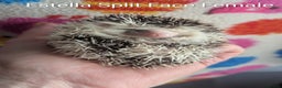 Pygmy Hedgehog rodents for sale: Gorgeous Baby Hoglets/ Ready to Reserve!!! - Advert 1