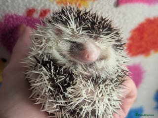 Pygmy Hedgehog rodents Gorgeous Baby Hoglets/ Ready to Reserve!!! - Advert 3