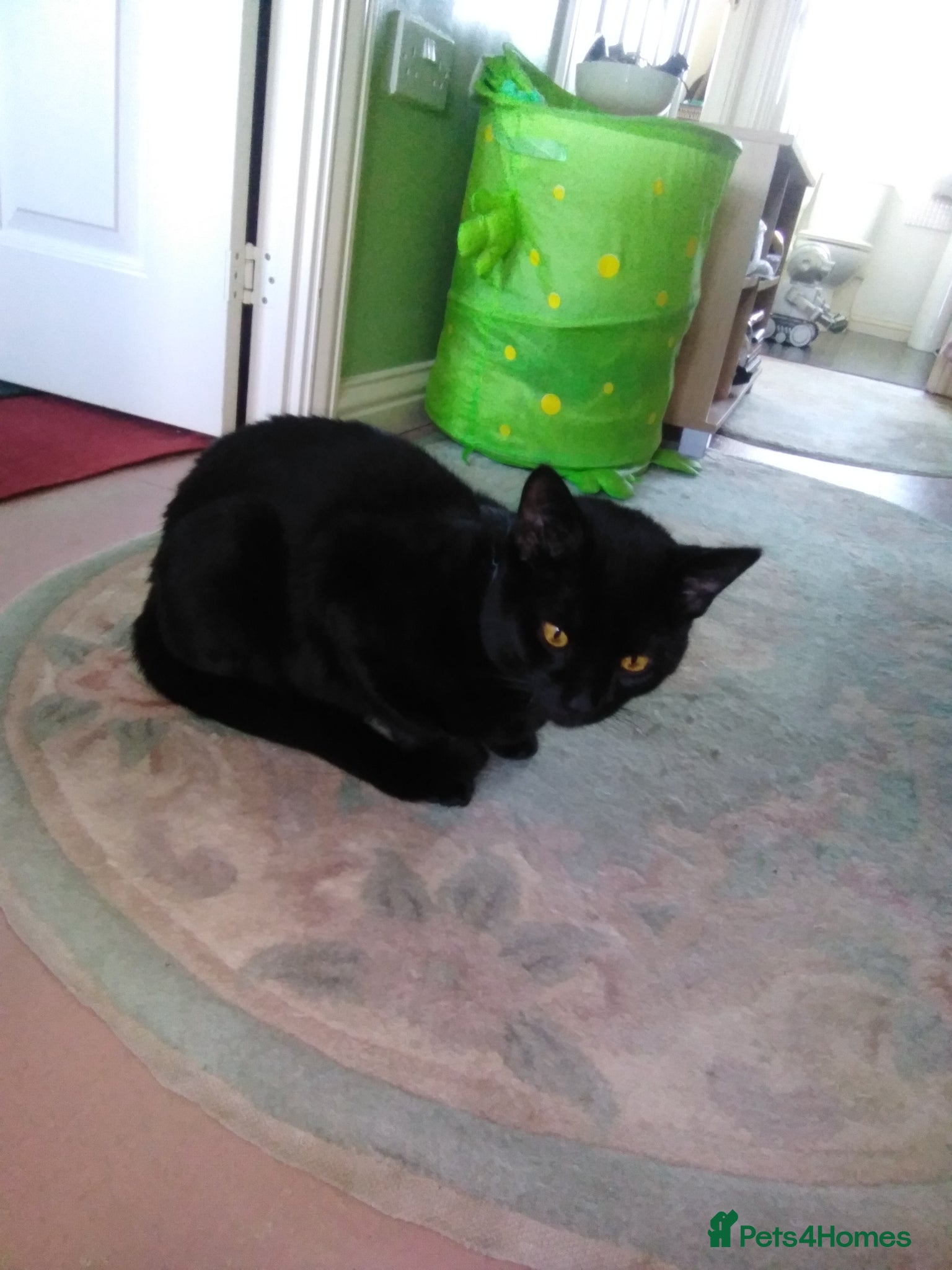 British Shorthair cats Beautiful boys - Advert 3